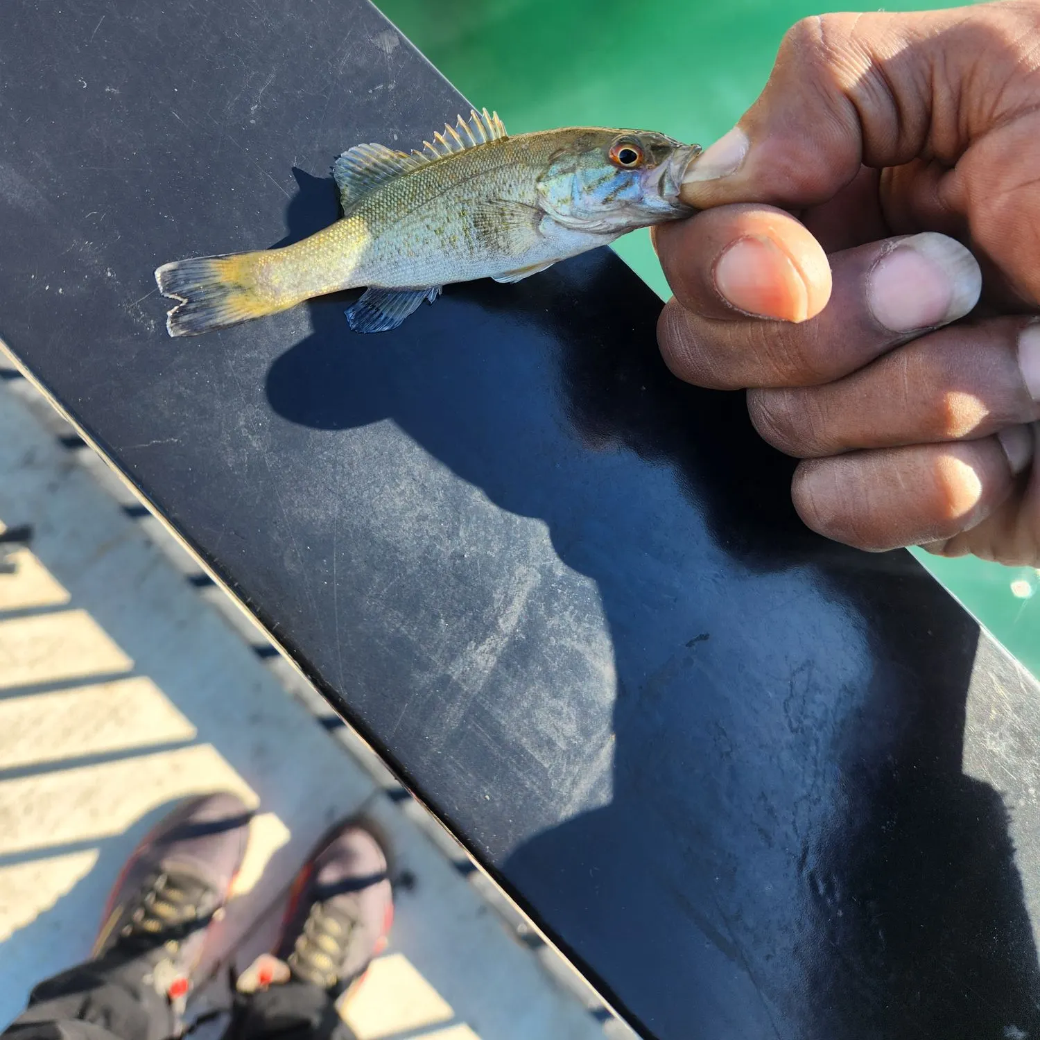 Smallmouth bass caught on Fishbrain