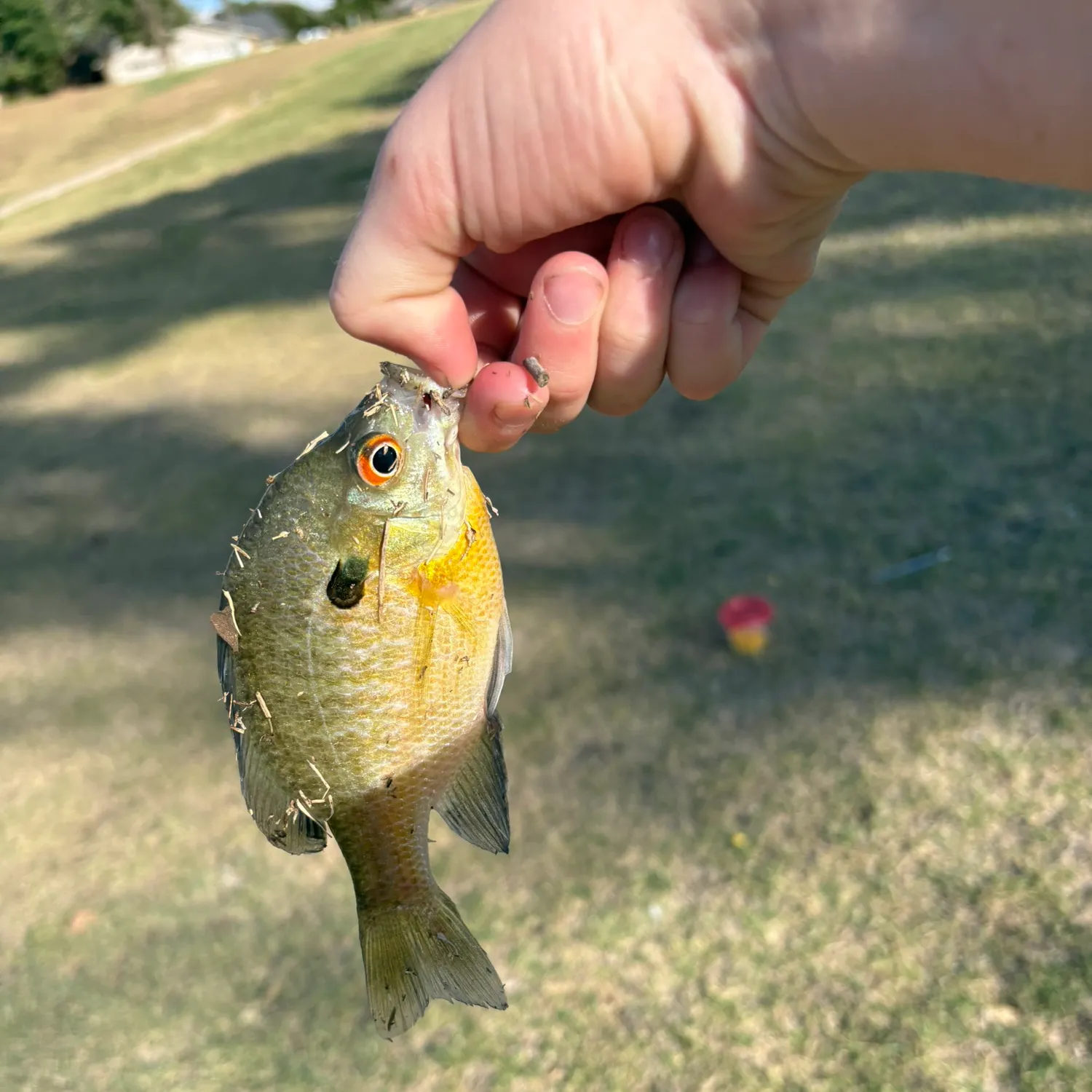 catch