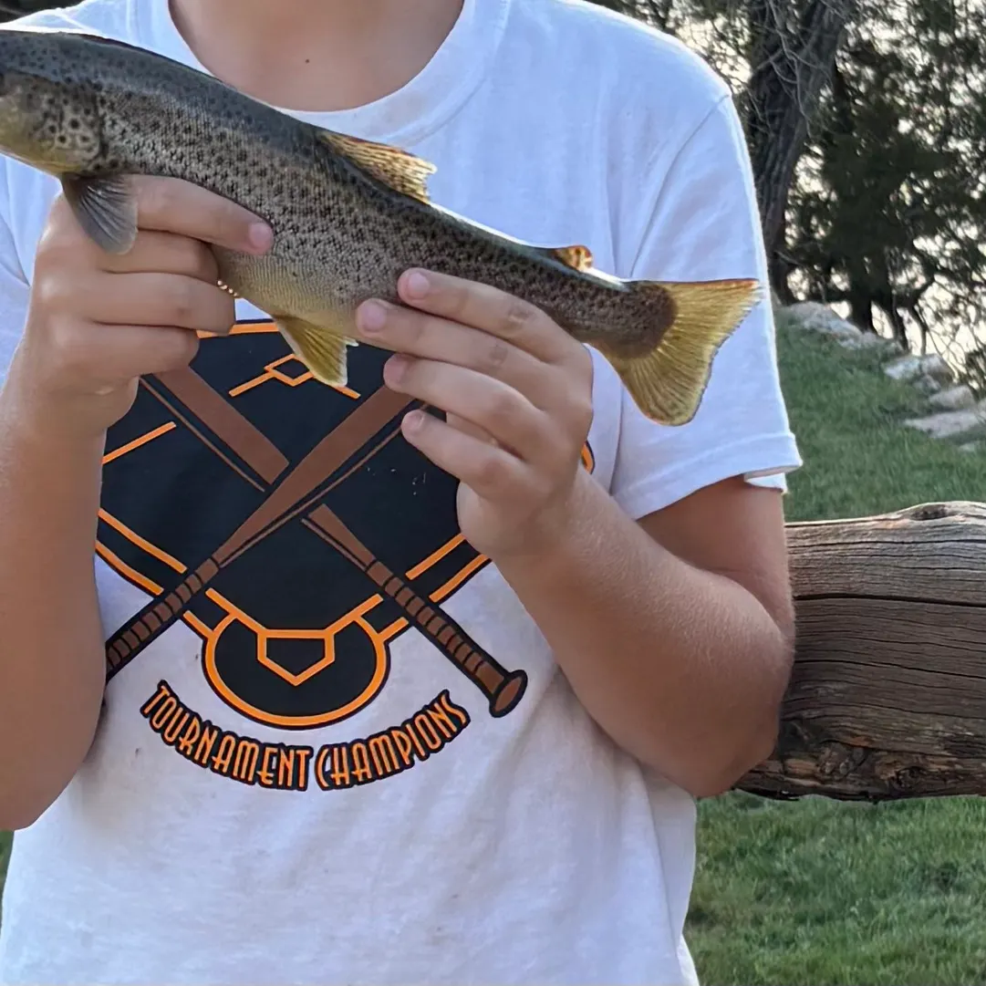 The most recent Sea trout catches on Fishbrain