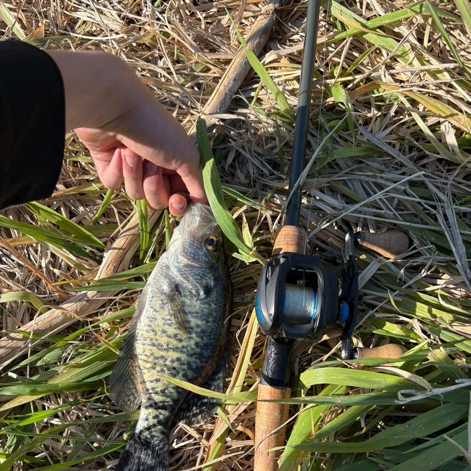 The most recent White crappie catches on Fishbrain