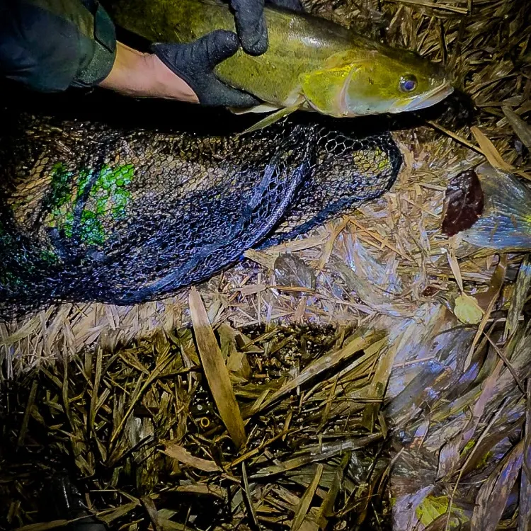 The most recent Zander catches on Fishbrain