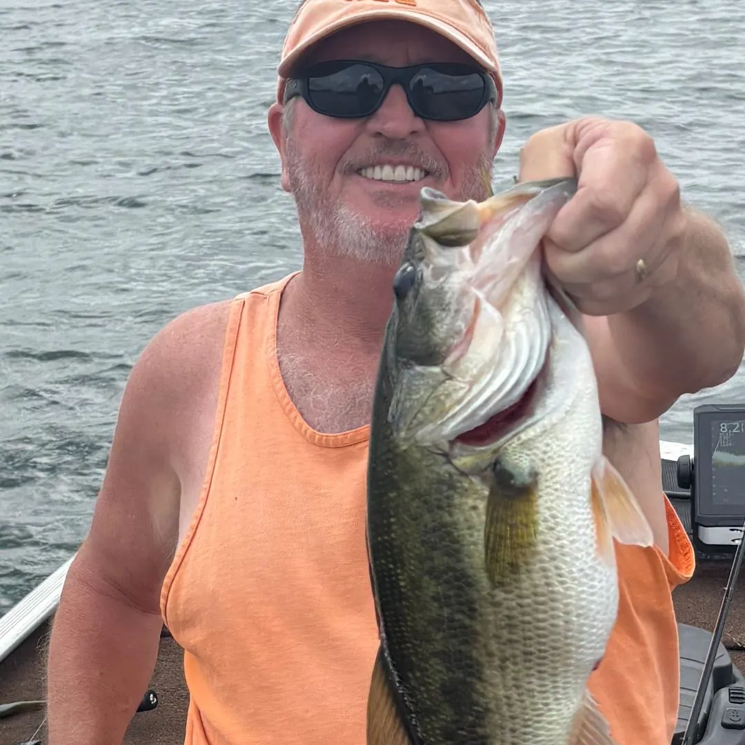 Largemouth bass caught on Fishbrain