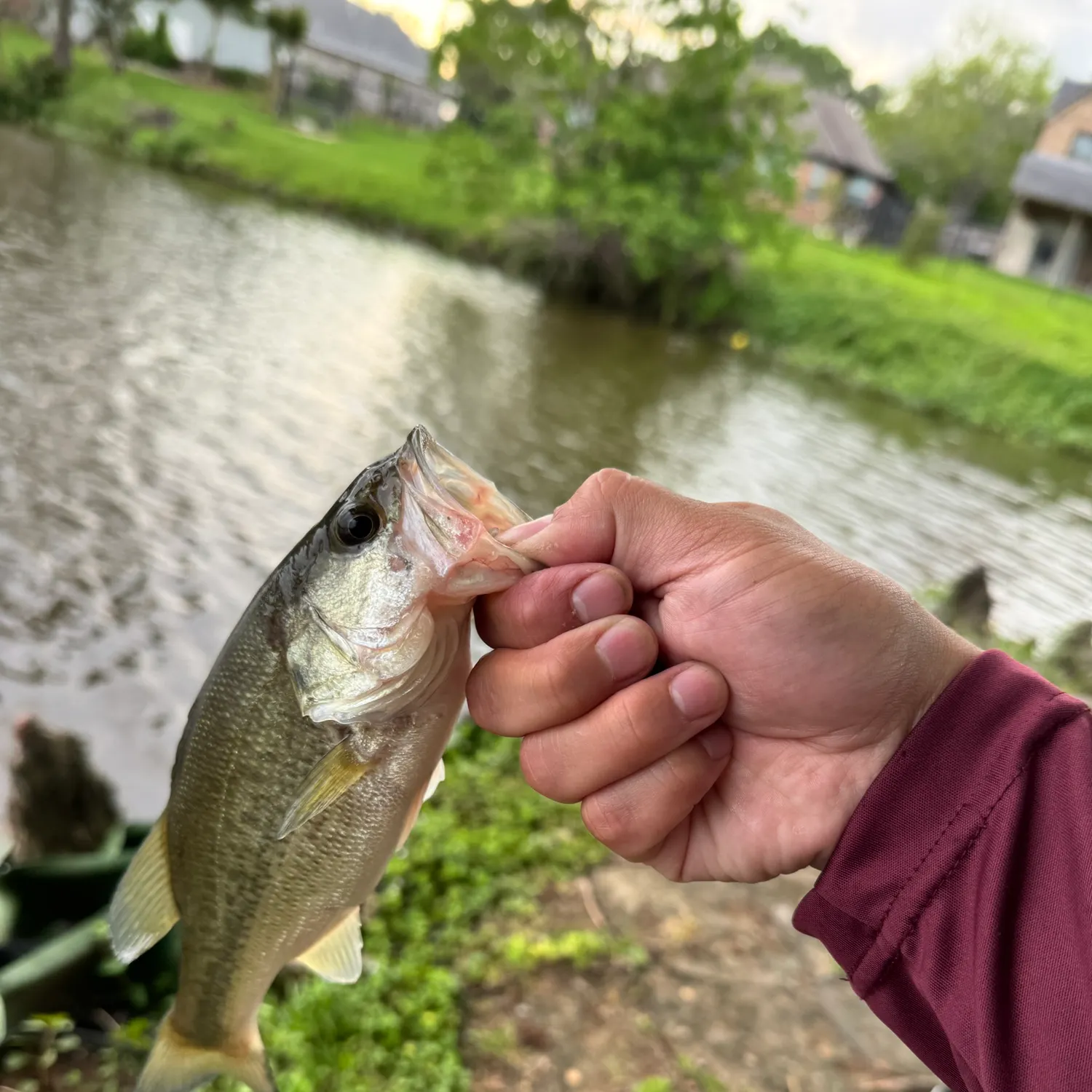 catch
