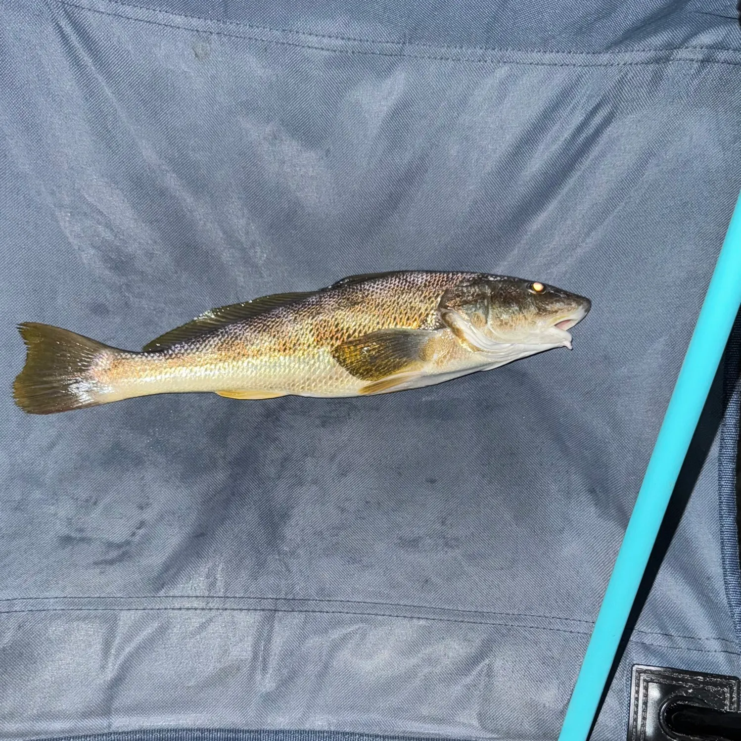 The most recent Southern kingcroaker catches on Fishbrain