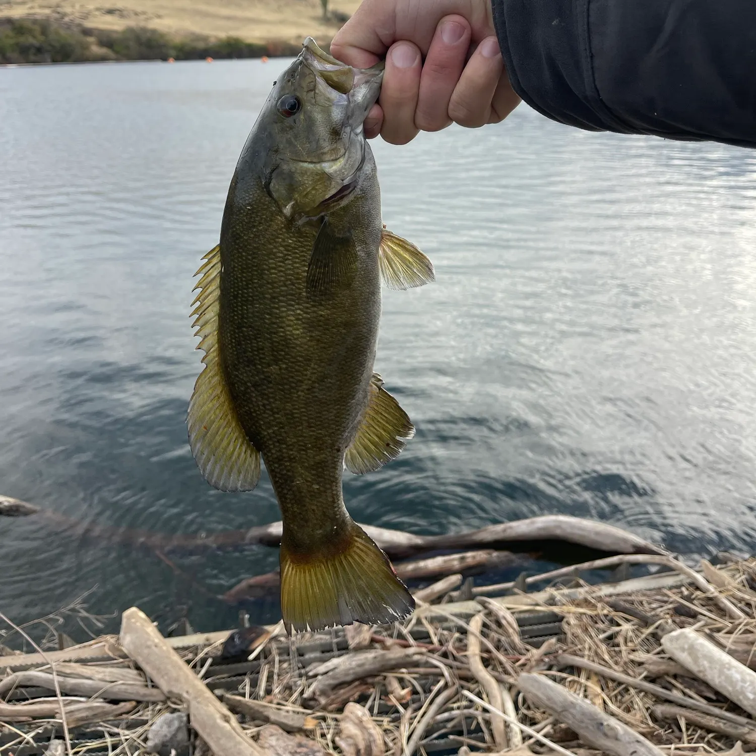 Smallmouth bass caught on Fishbrain