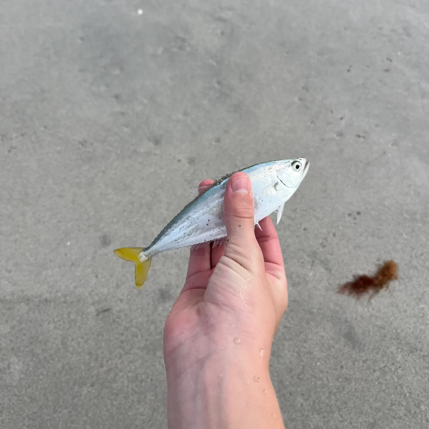 Leatherjack caught on Fishbrain