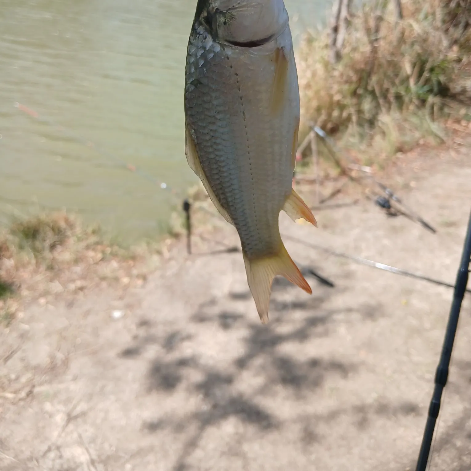 Common carp caught on Fishbrain
