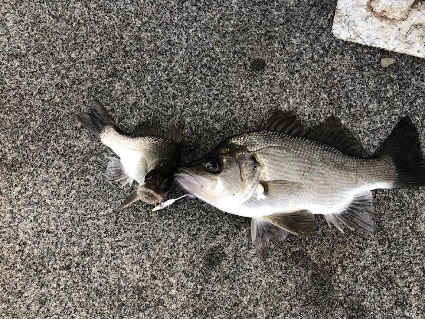 Post image from chonneryy