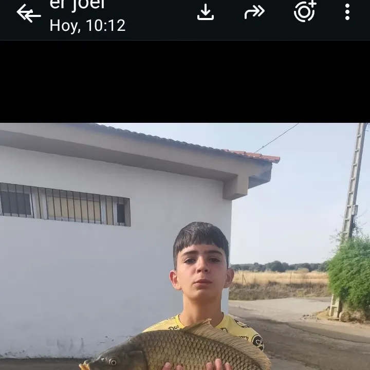 Common carp caught on Fishbrain