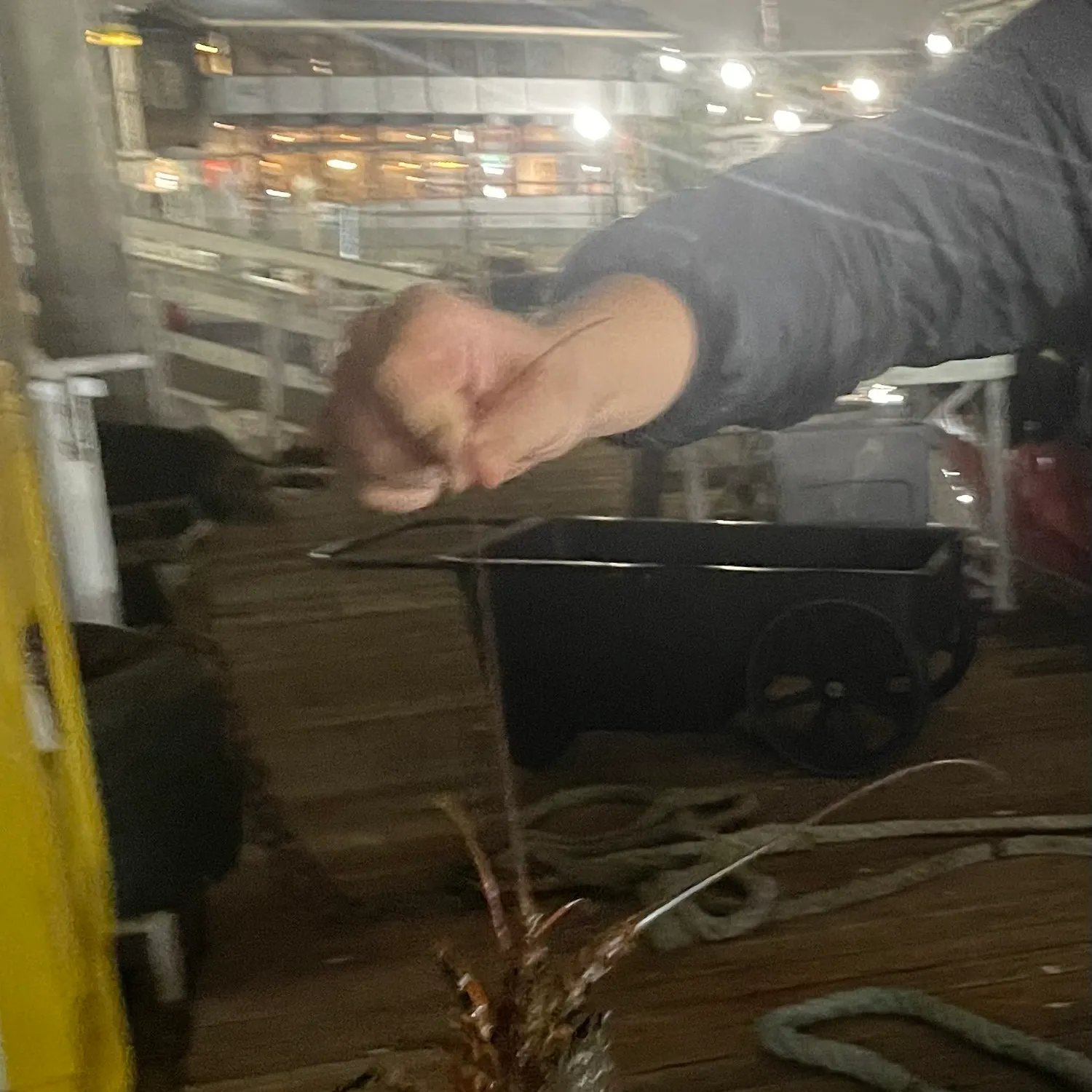The most recent American lobster catches on Fishbrain