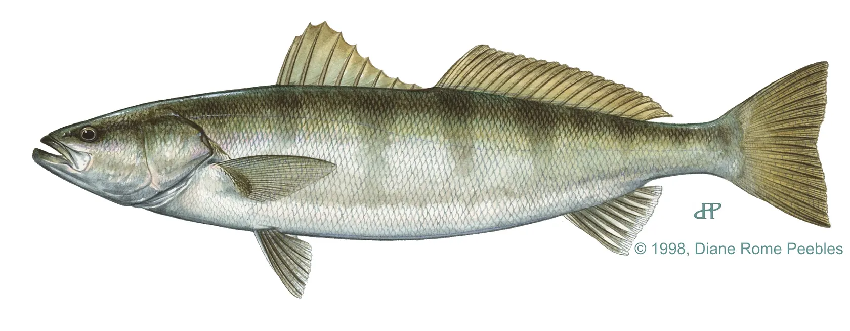 White seabass