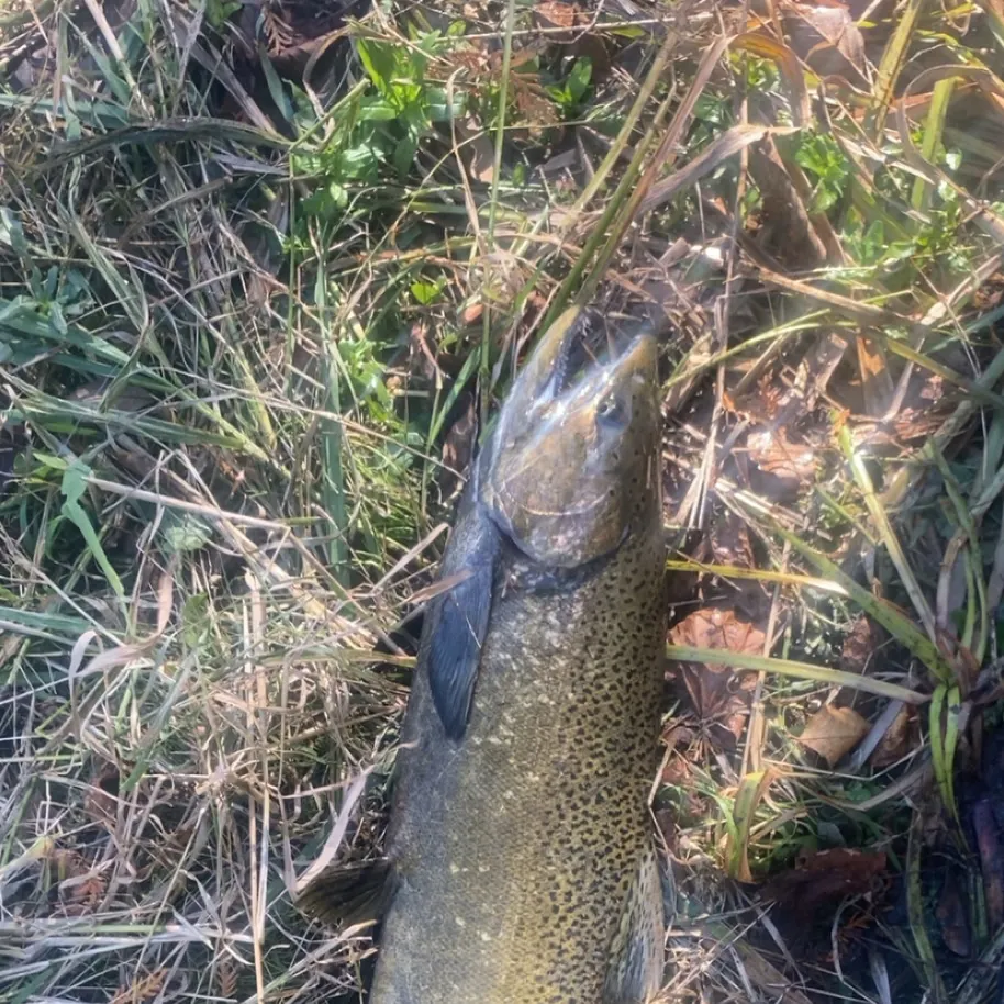 Chinook salmon caught on Fishbrain