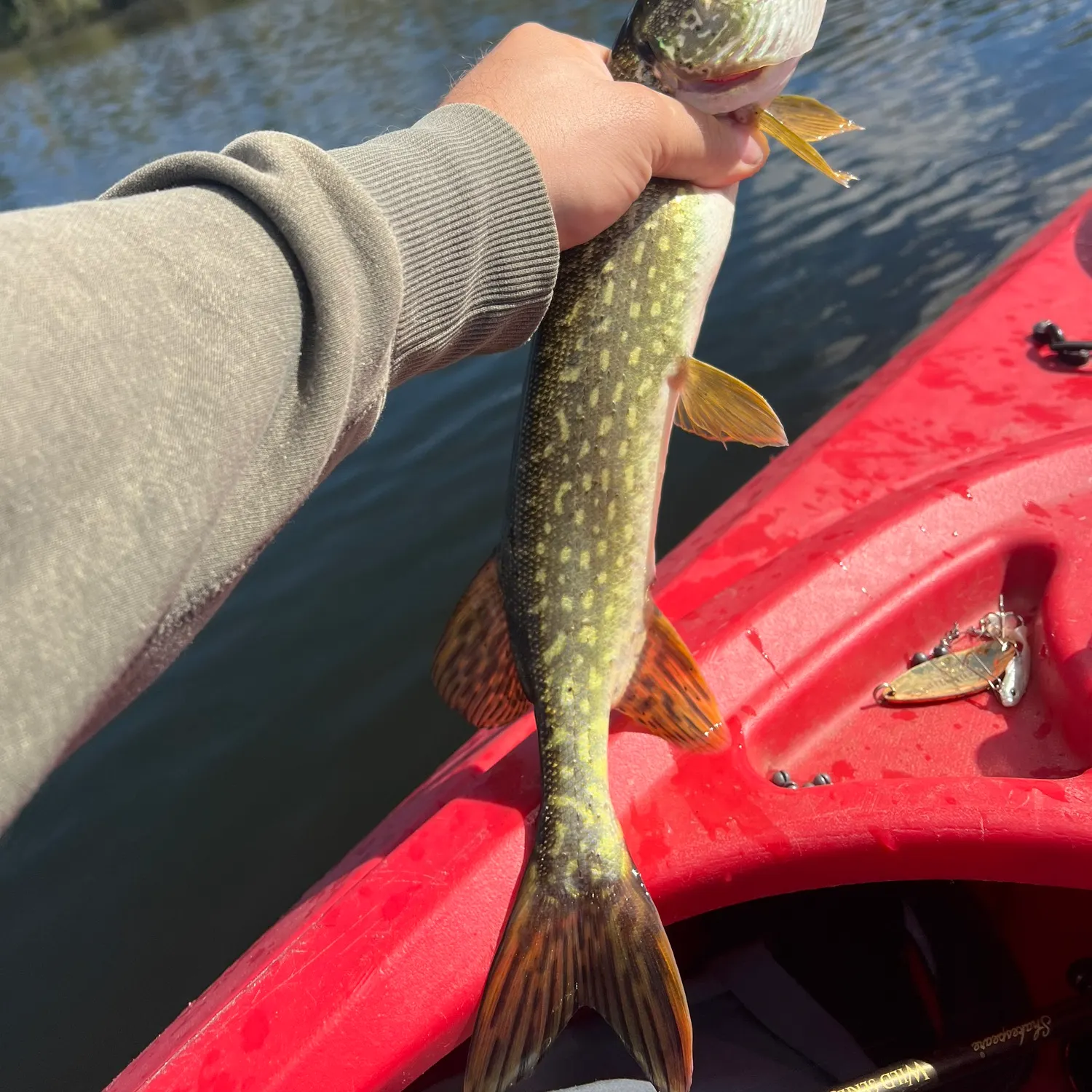 Northern pike caught on Fishbrain