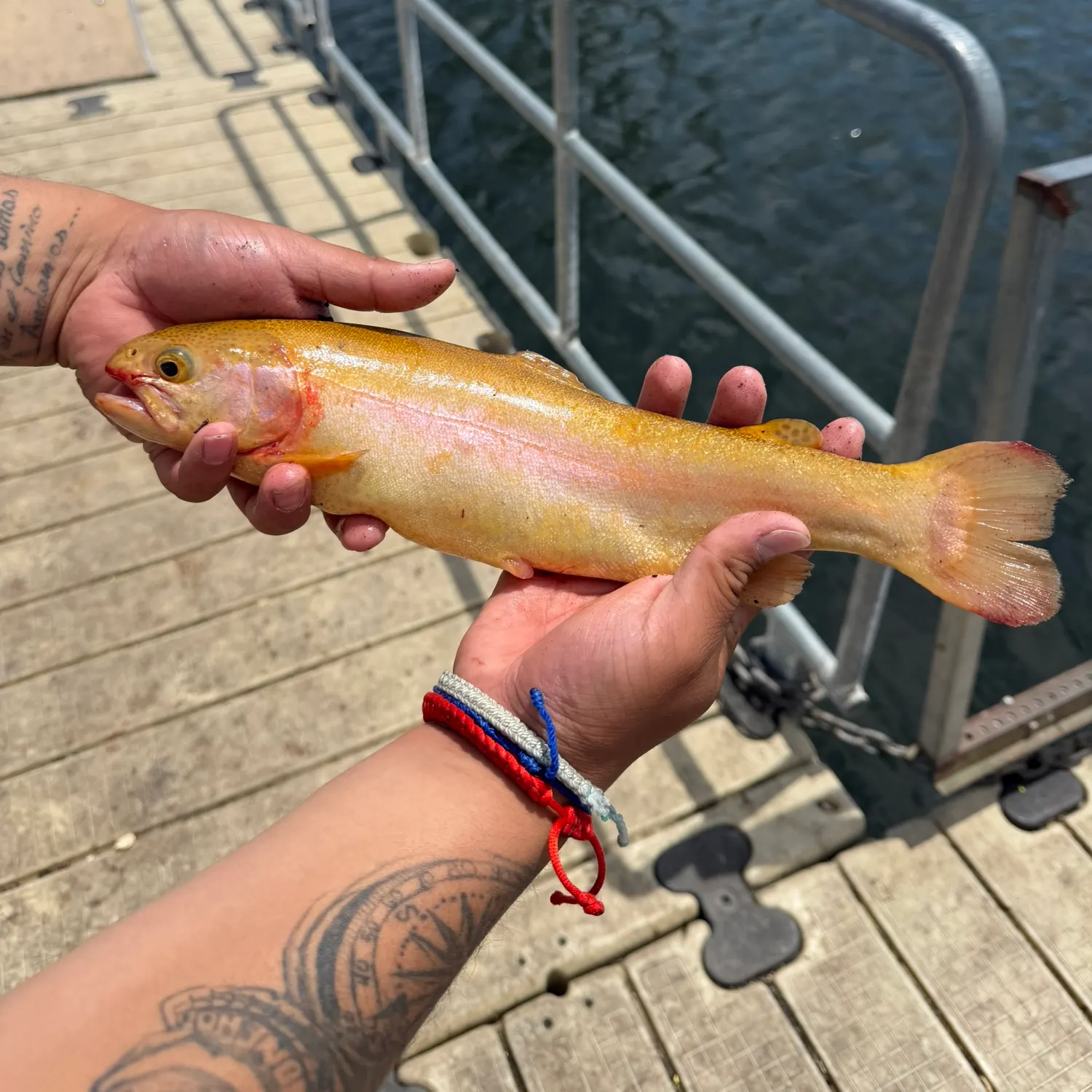 The most recent Golden rainbow trout catches on Fishbrain