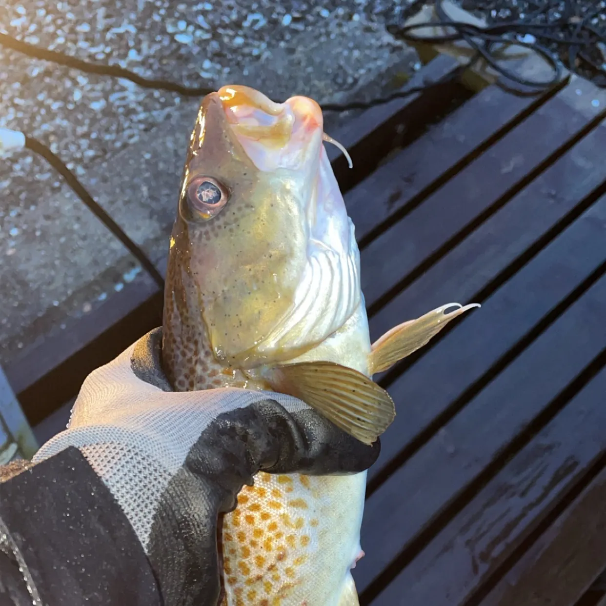 Atlantic cod caught on Fishbrain