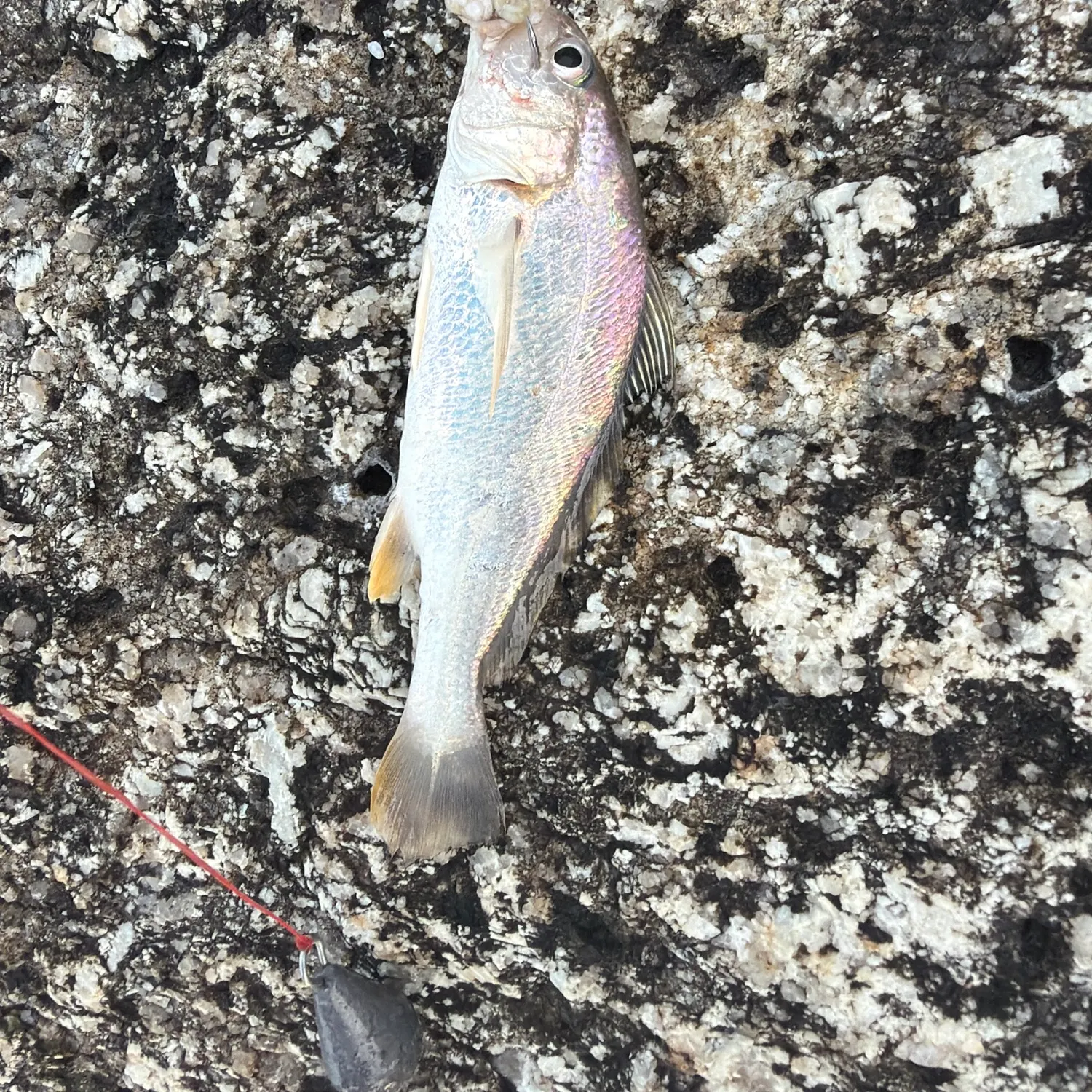 Fish caught on Fishbrain