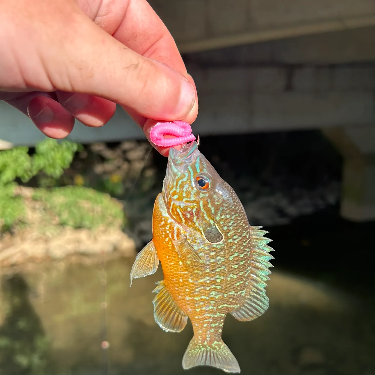 The most recent Swampland longear sunfish catches on Fishbrain