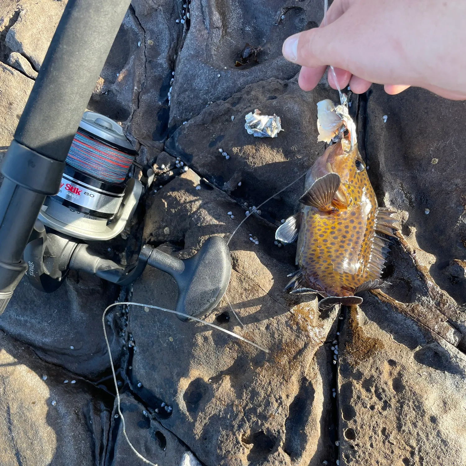 The most recent Orange-spotted grouper catches on Fishbrain