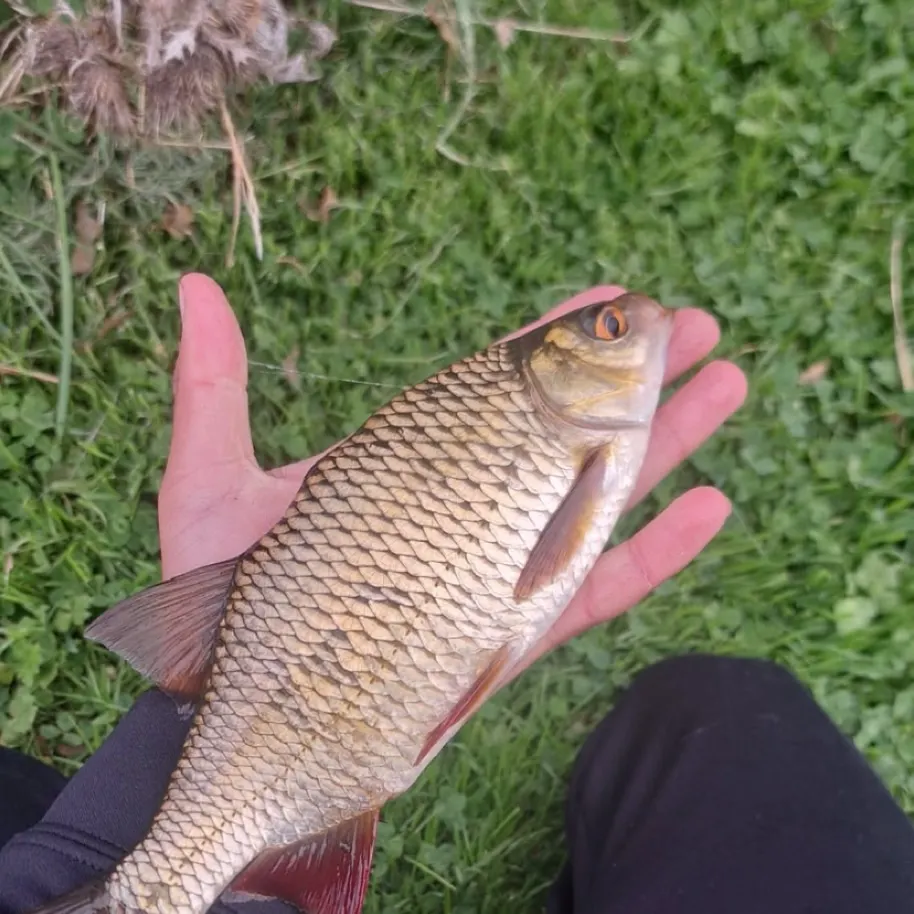 The most recent Common rudd catches on Fishbrain