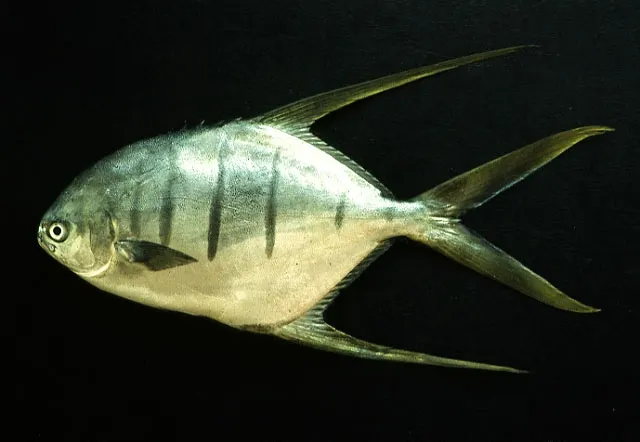 Gafftopsail pompano
