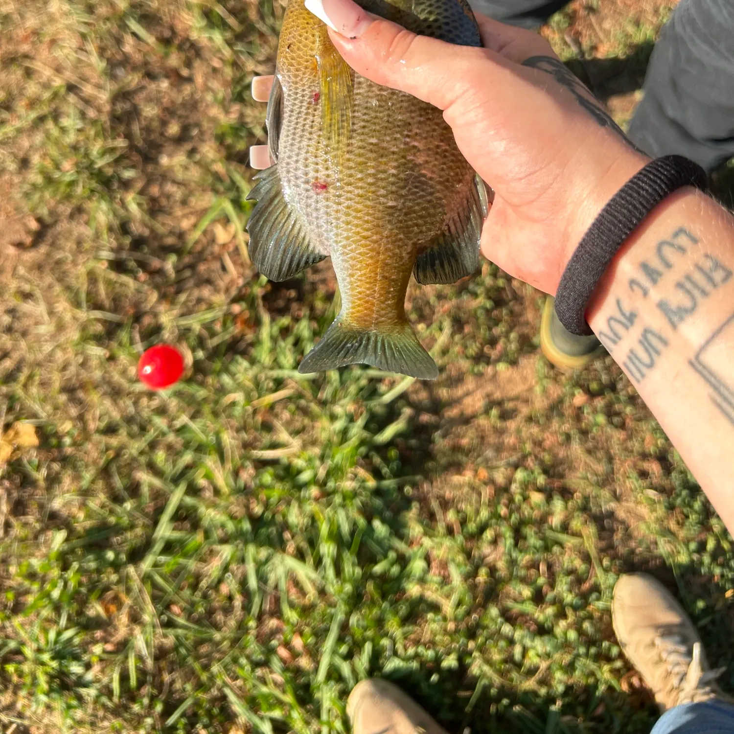 Bluegill caught on Fishbrain