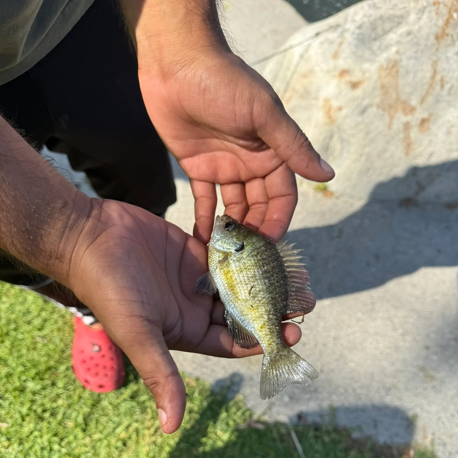 catch