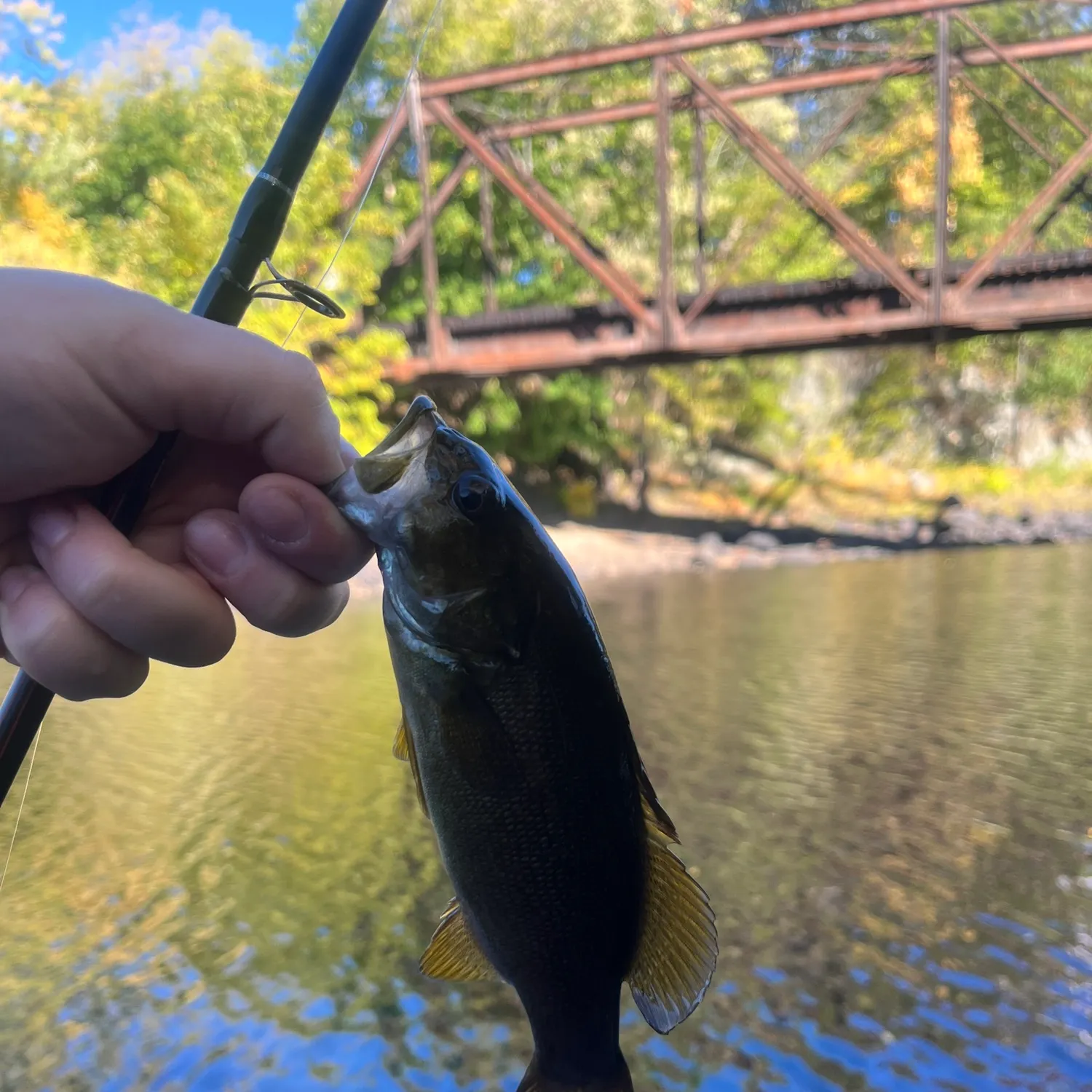 Smallmouth bass caught on Fishbrain