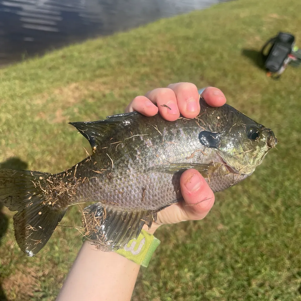Bluegill caught on Fishbrain