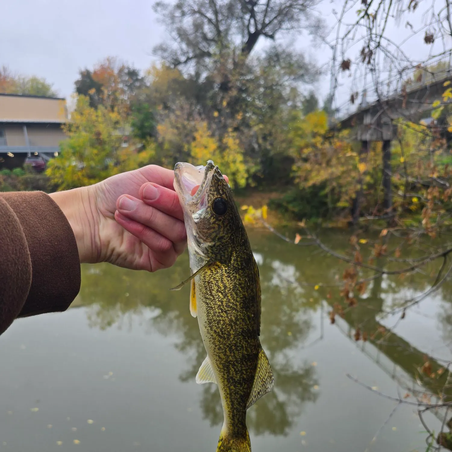 Walleye caught on Fishbrain