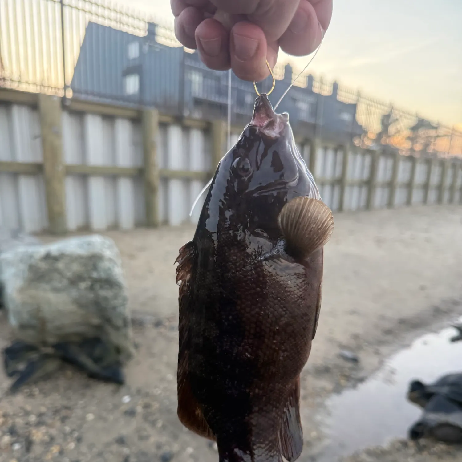 catch