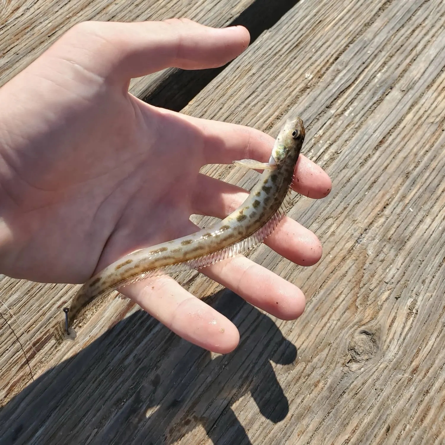The most recent Snake prickleback catches on Fishbrain