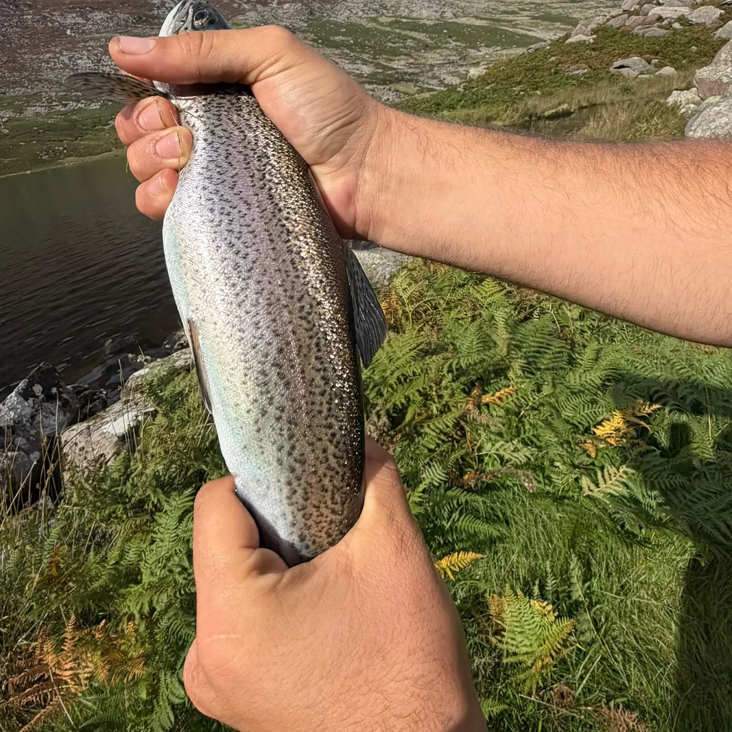 Rainbow trout caught on Fishbrain