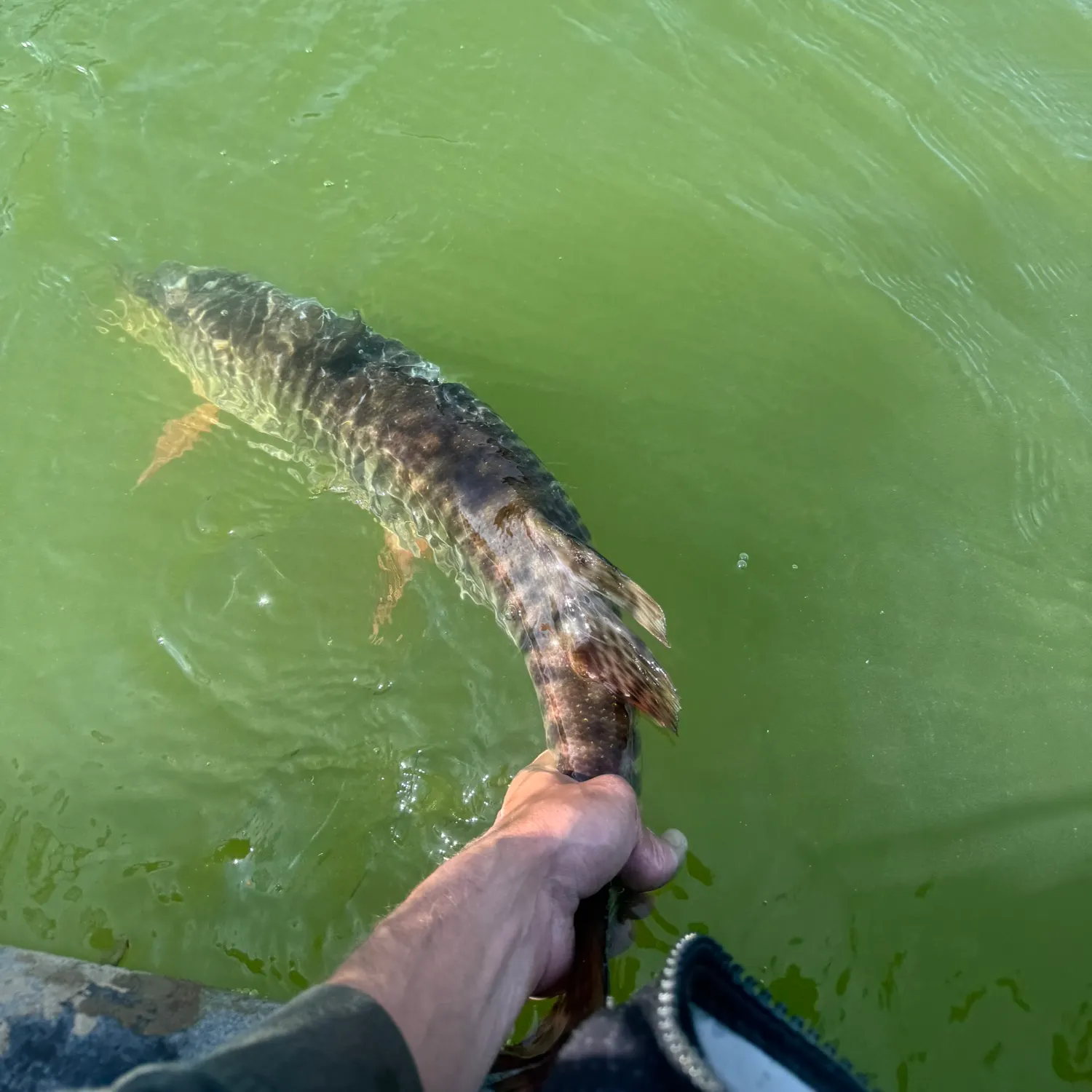 catch