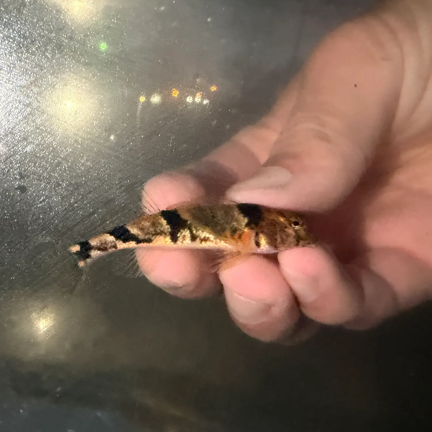 The most recent Blenny darter catches on Fishbrain