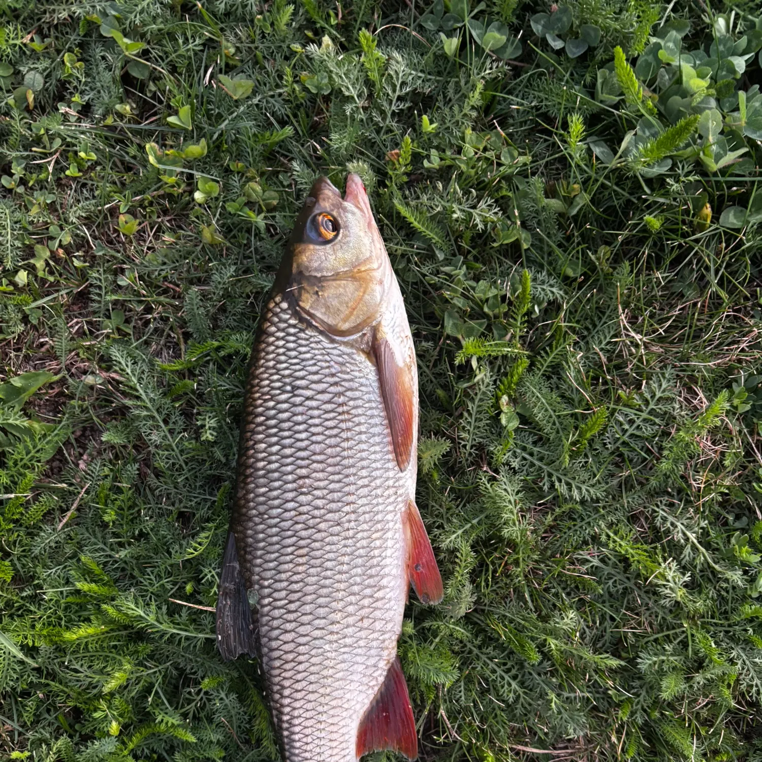 Common roach caught on Fishbrain