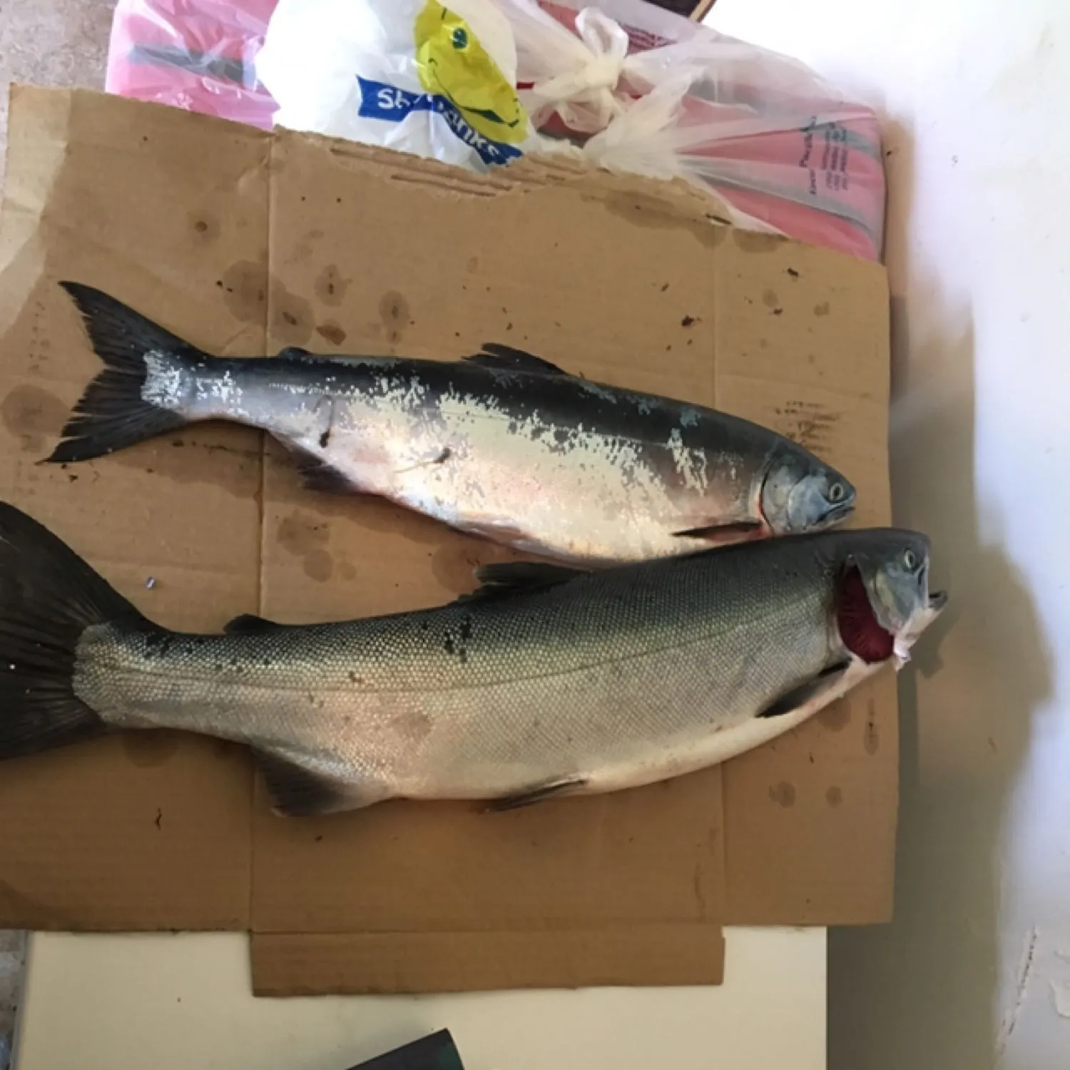 recently logged catches