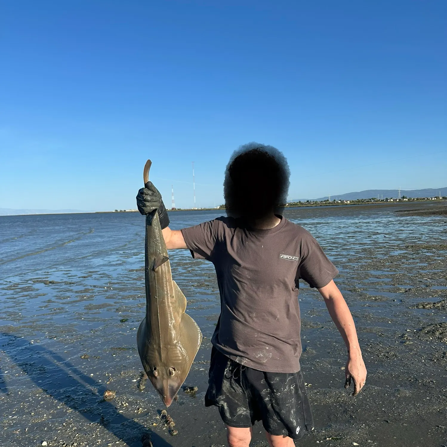 The most recent Pacific shovelnose guitarfish catches on Fishbrain