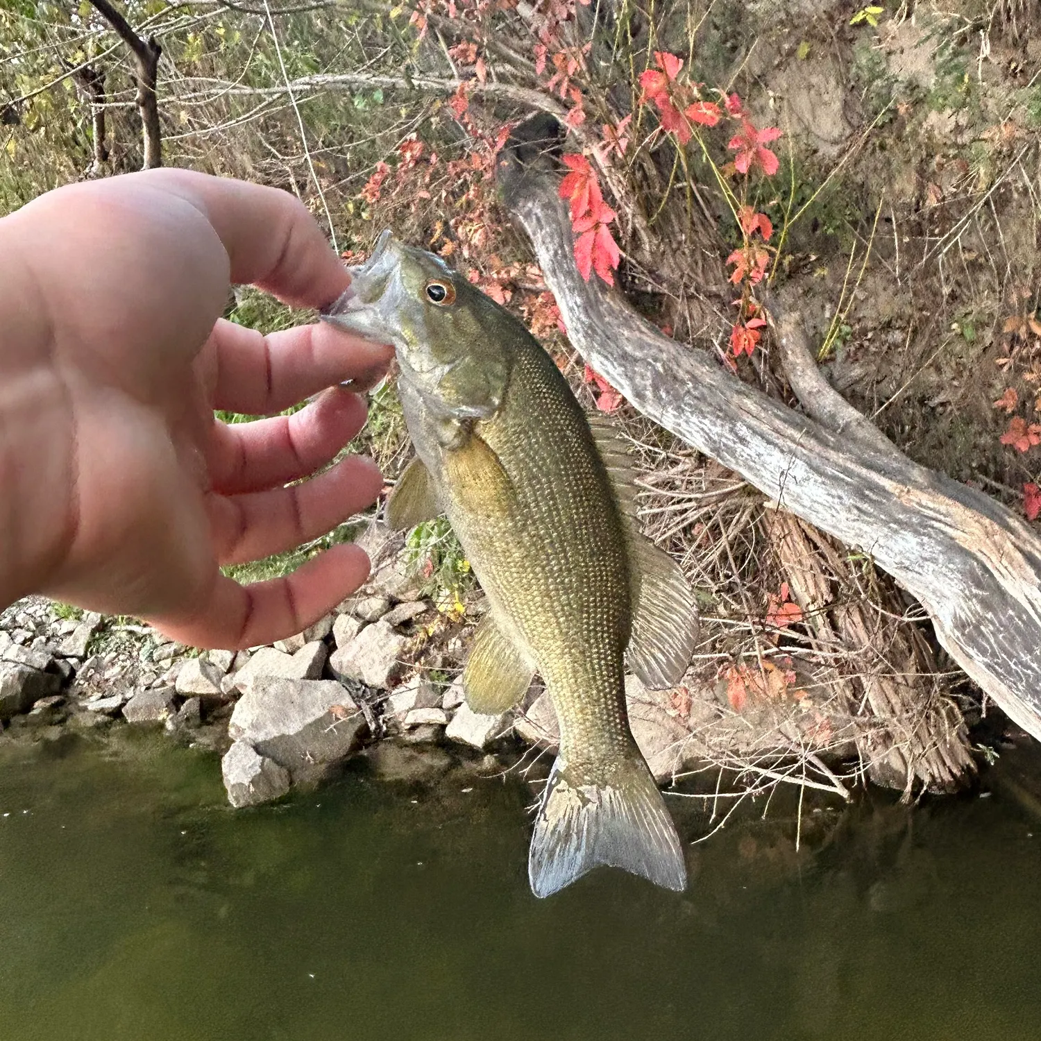 Smallmouth bass caught on Fishbrain