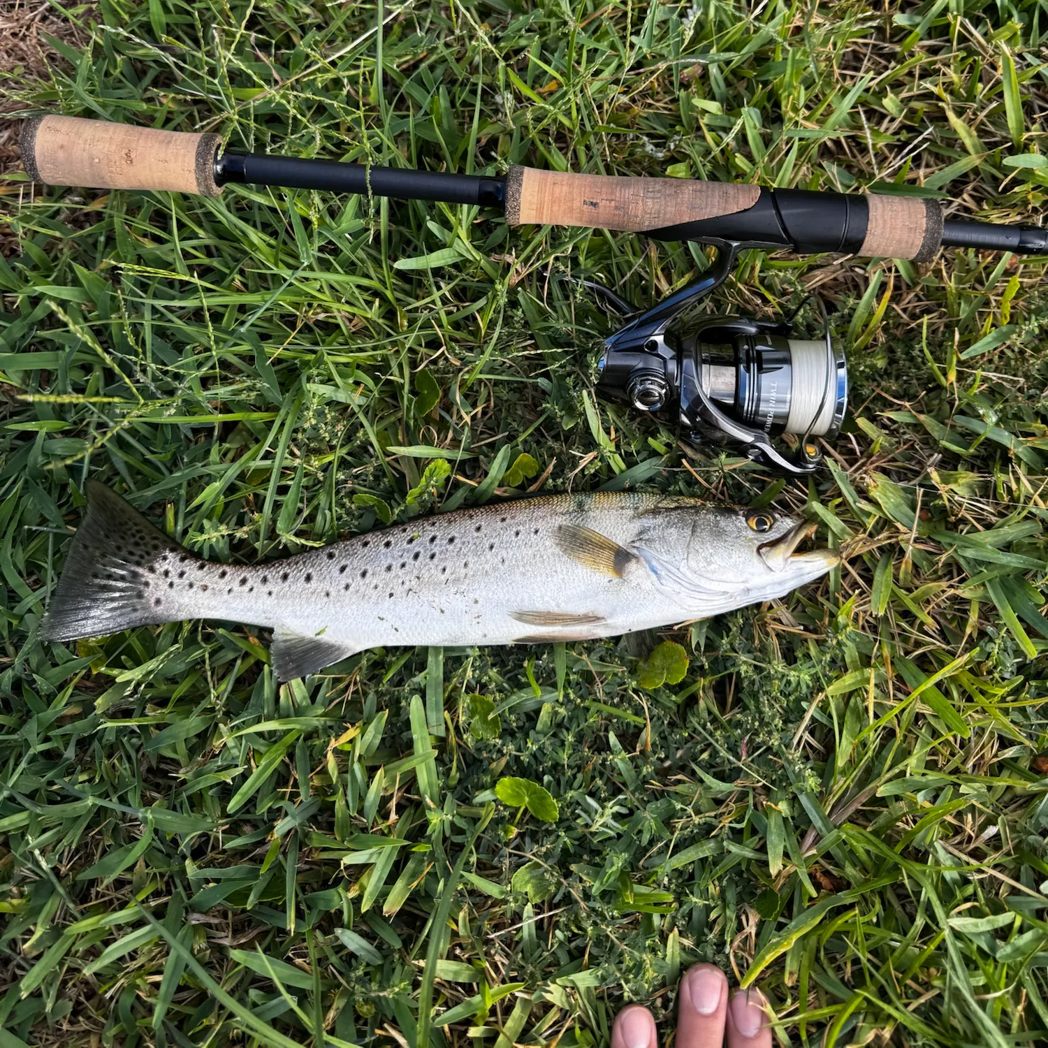 Spotted seatrout caught on Fishbrain