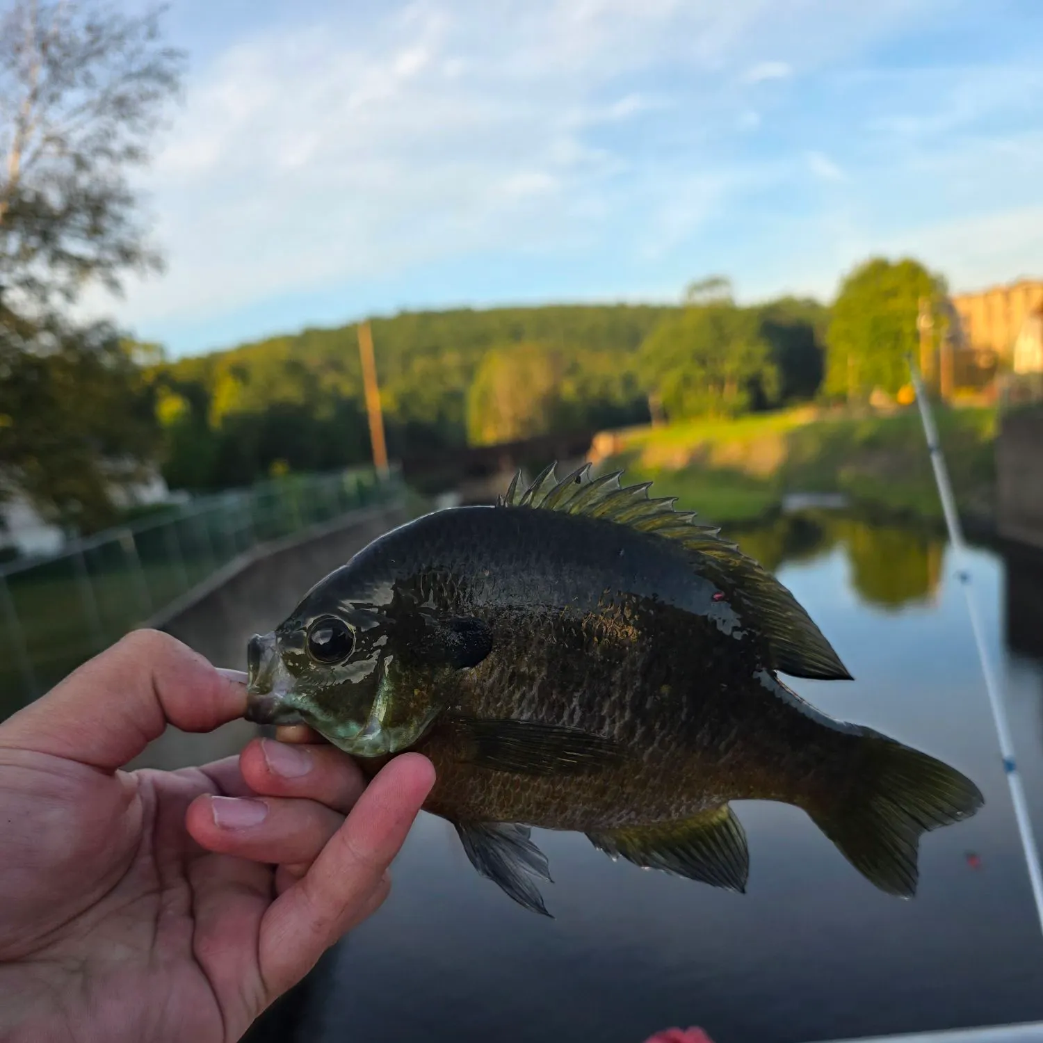 Greengill hybrid caught on Fishbrain