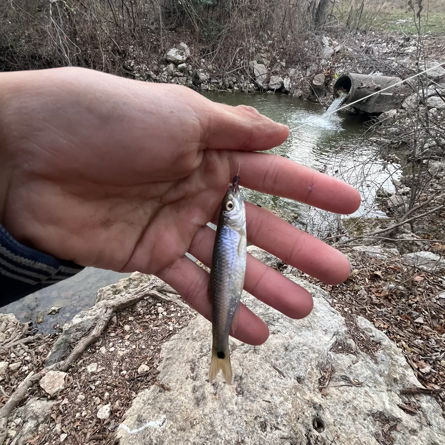 The most recent Blacktail shiner catches on Fishbrain