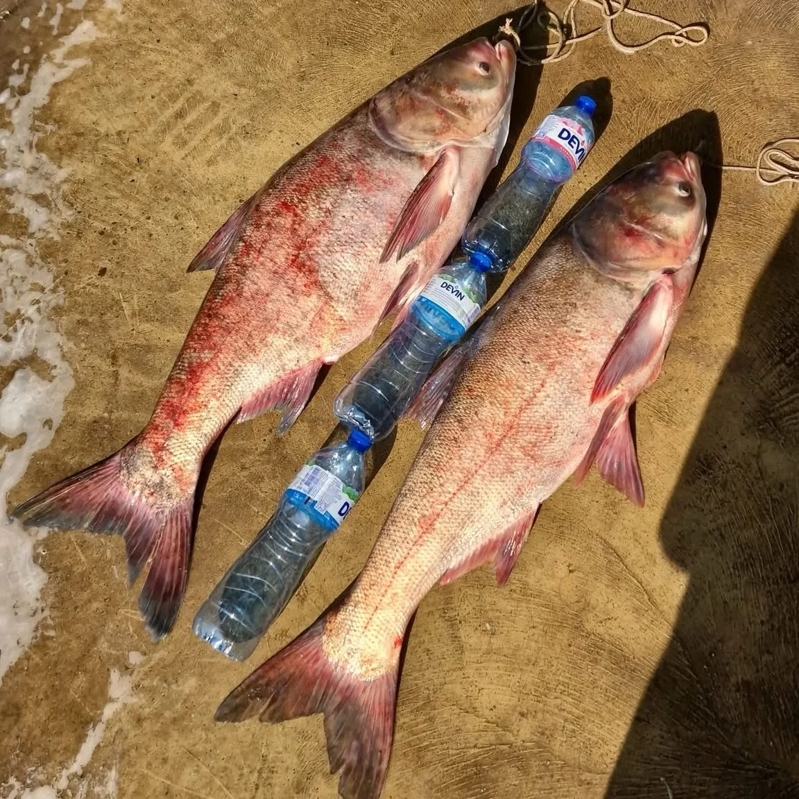 Common carp caught on Fishbrain