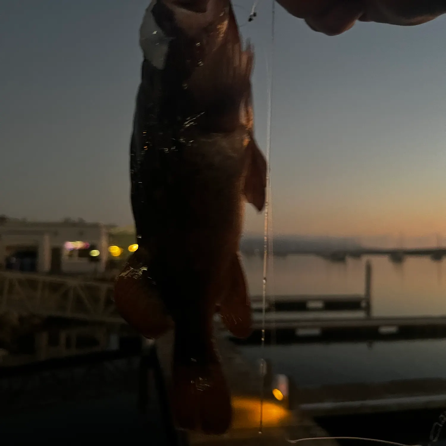 Copper rockfish caught on Fishbrain