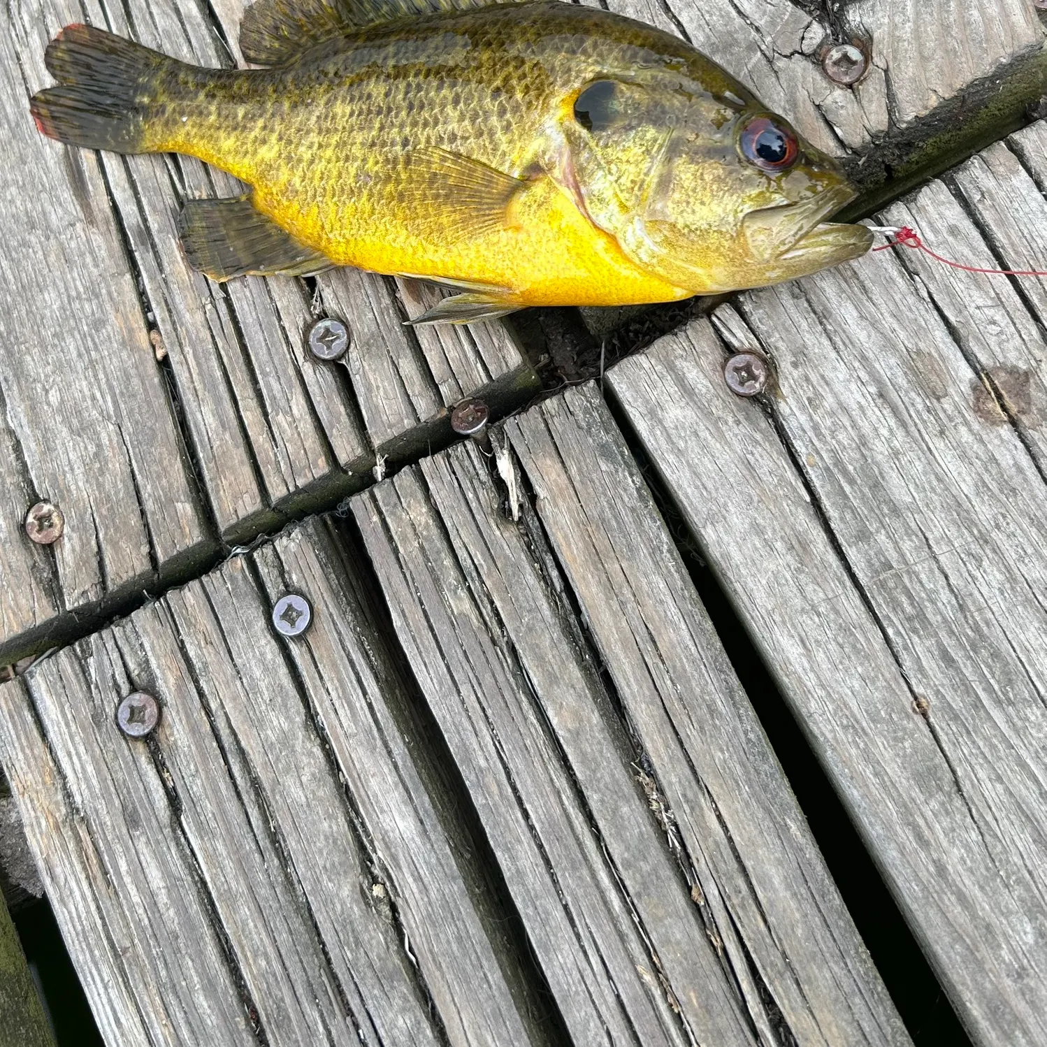 The most recent Warmouth catches on Fishbrain
