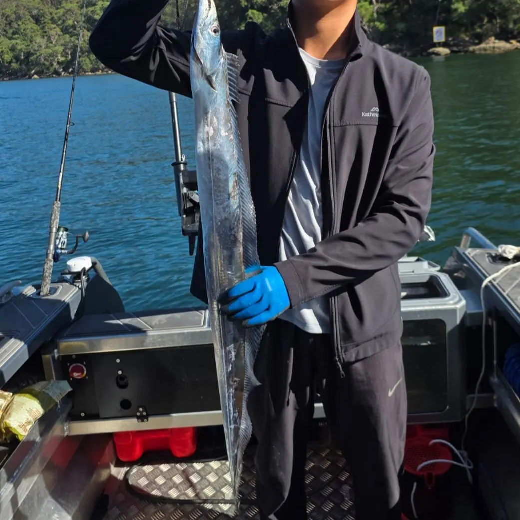 The most recent Atlantic cutlassfish catches on Fishbrain