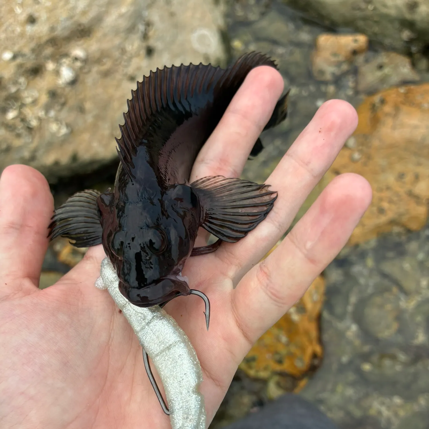 The most recent Hairy blenny catches on Fishbrain