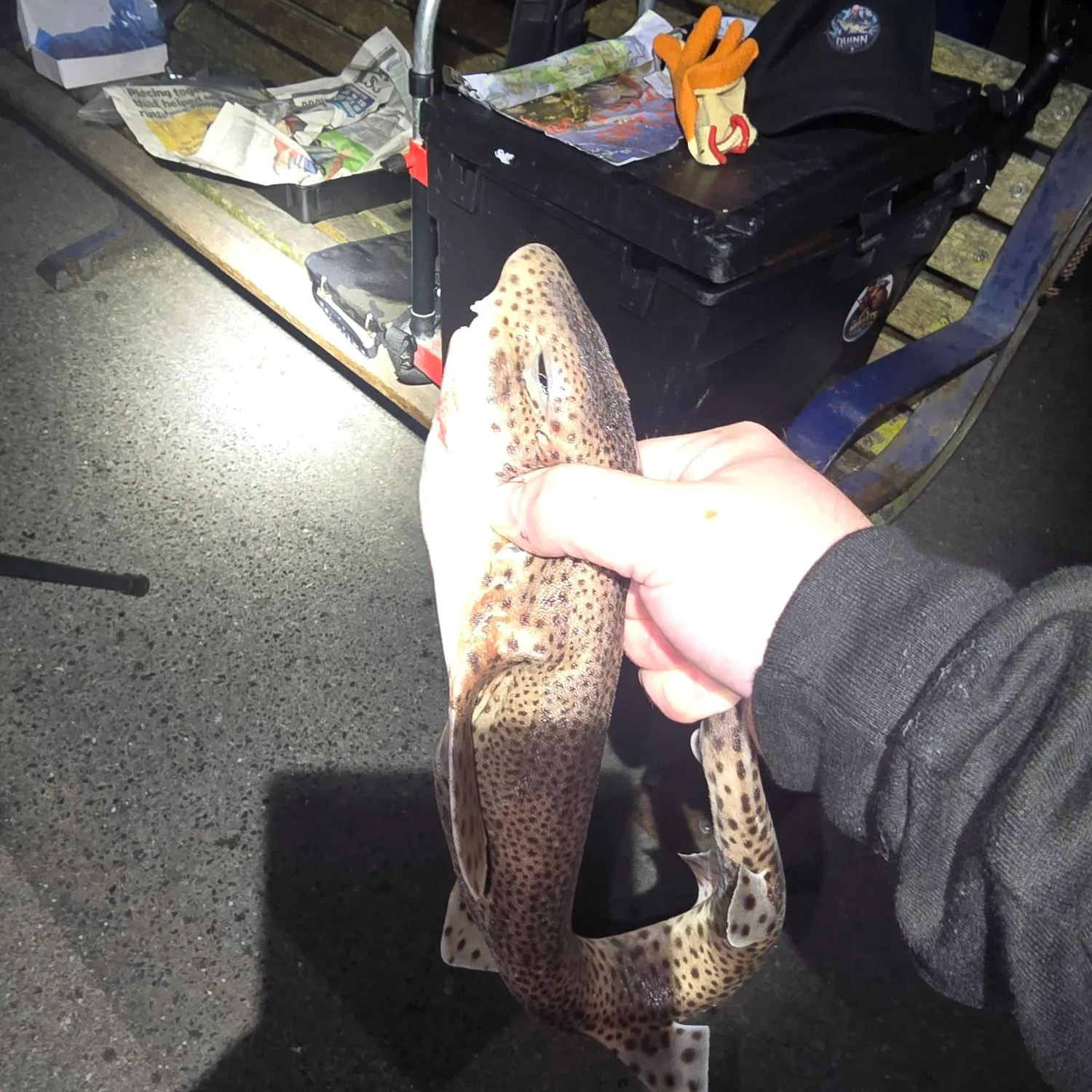 The most recent Nursehound catches on Fishbrain