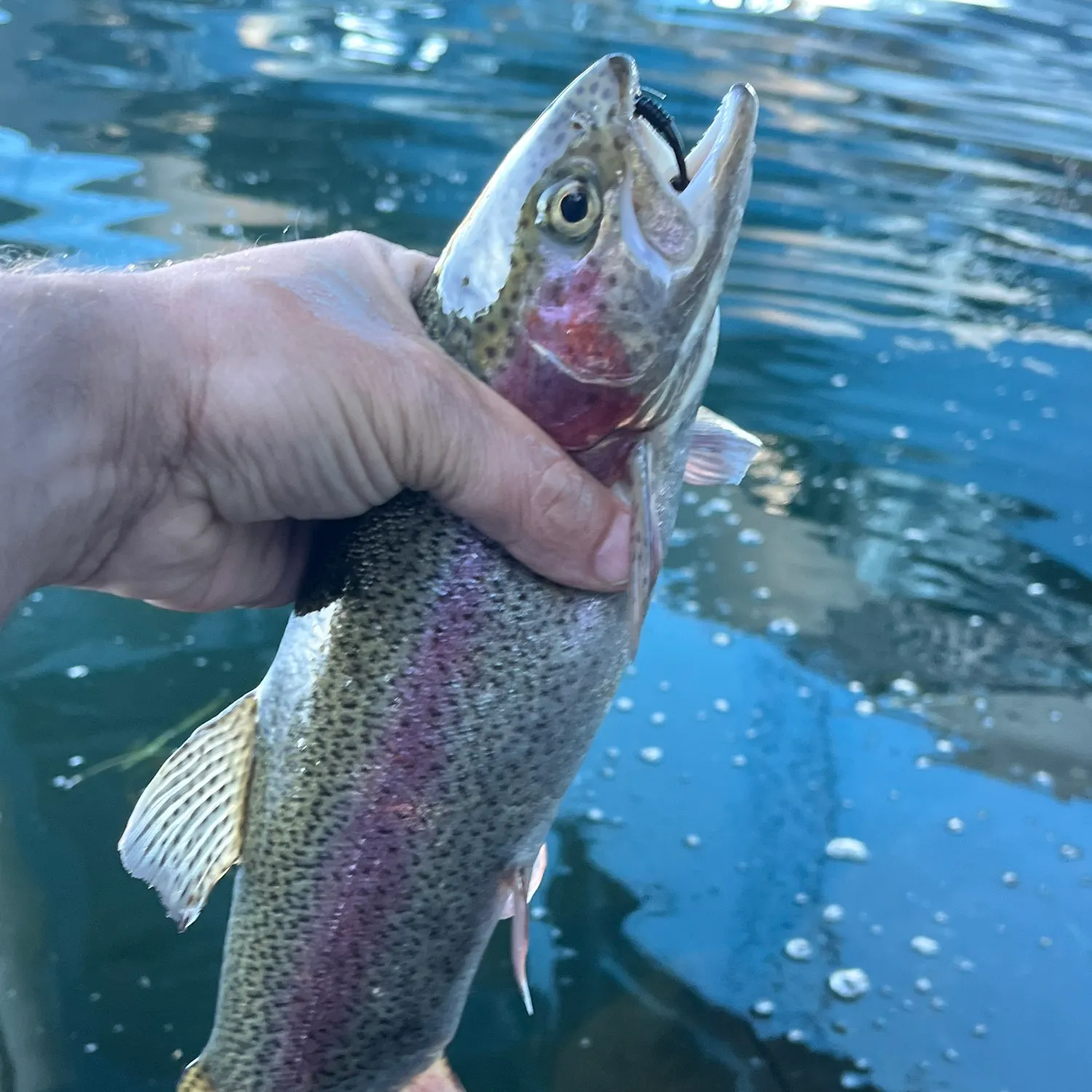 Rainbow trout caught on Fishbrain