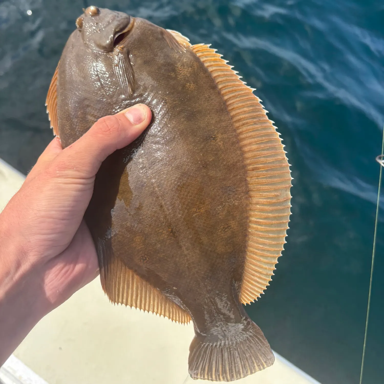 Summer flounder caught on Fishbrain