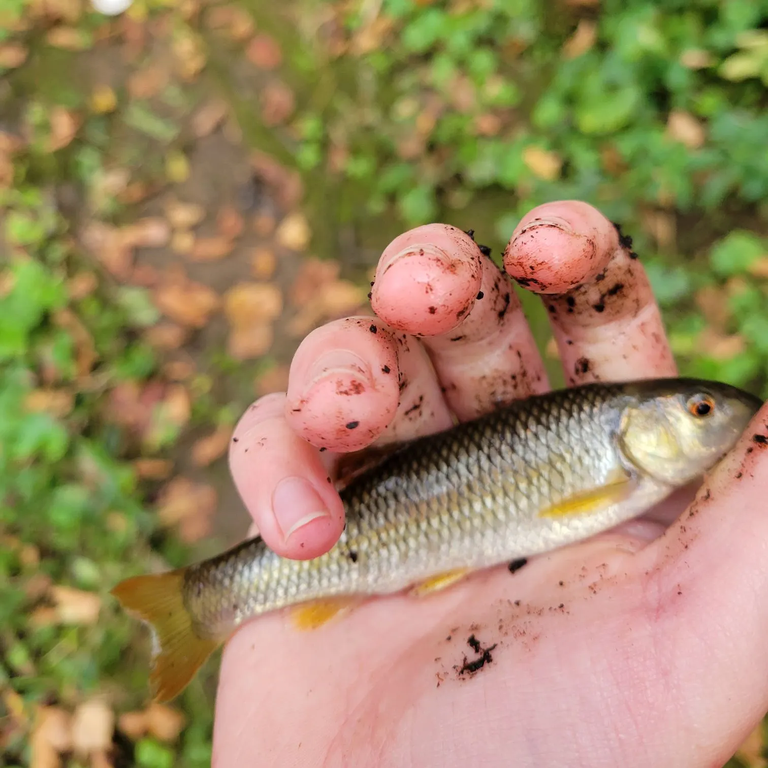 River chub caught on Fishbrain